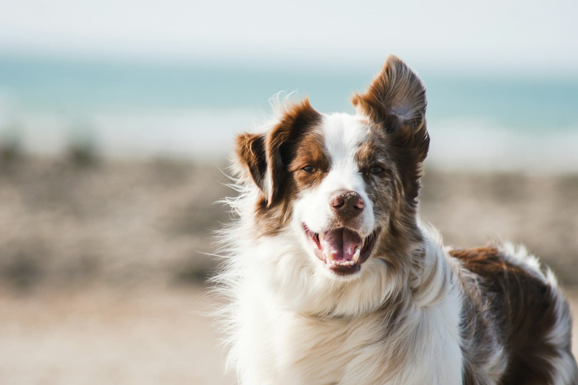 Hundefreundliche Orte in Maasmechelen