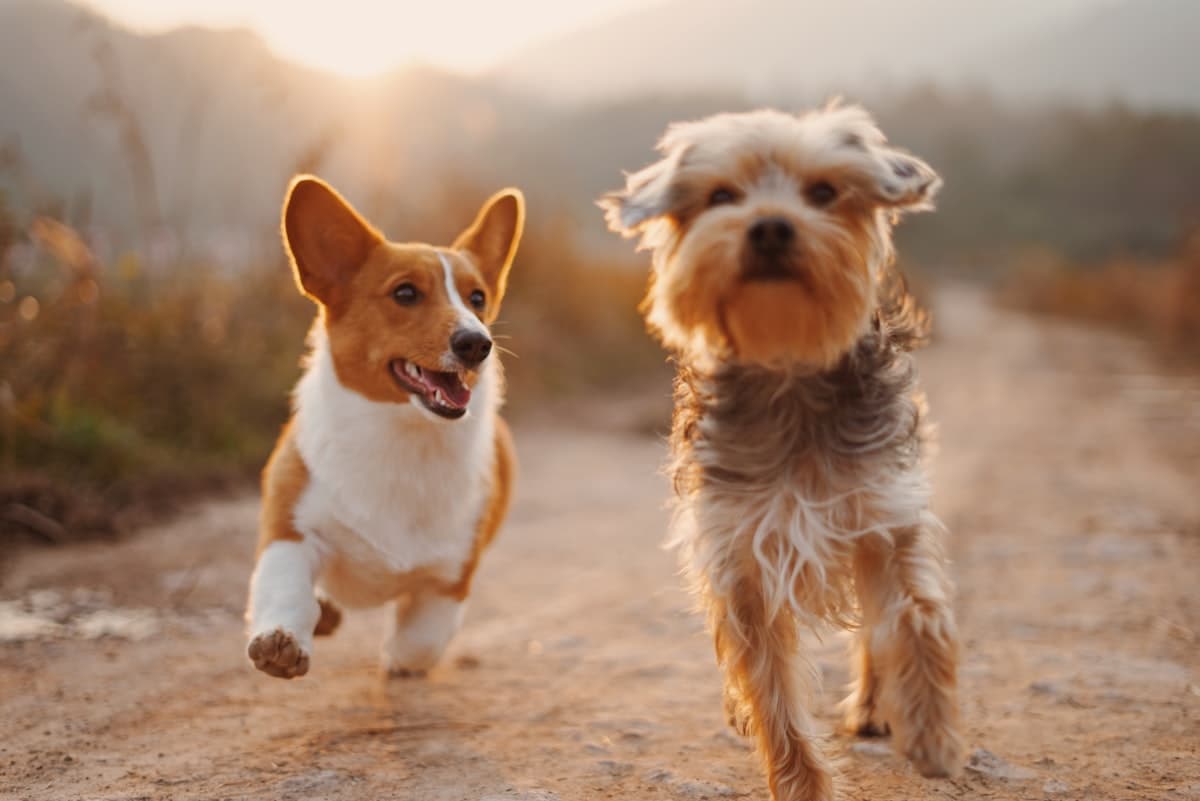 Glücklicher Hund am Strand – Urlaub mit Hund Glücklicher Hund am Strand – Urlaub mit Hund