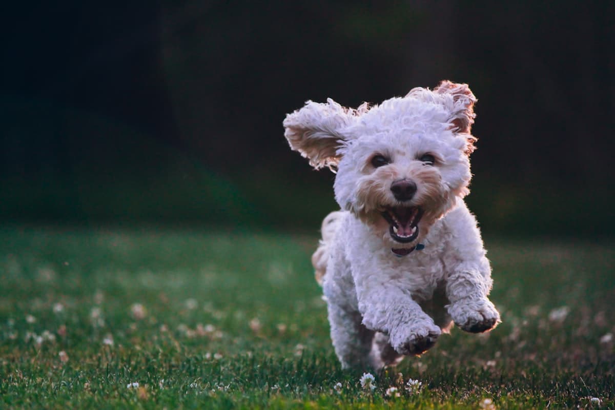 Hundefreundliche Orte entdecken Hundebesitzer unterwegs mit Hund