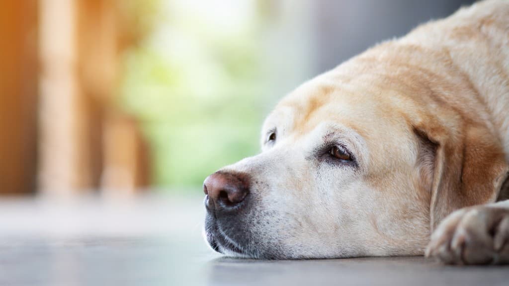 Hund vermisst oder gefunden Labrador liegt mit dem Kopf auf dem Boden